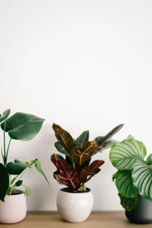 Indoor Plants