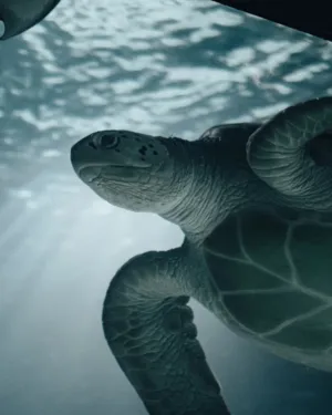 Underwater Turtle