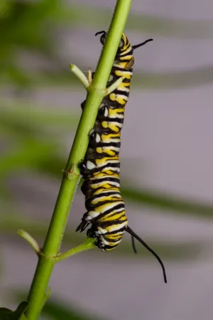 Monarch Butterfly Caterpillar