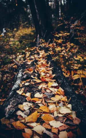 Autumn Forest Path