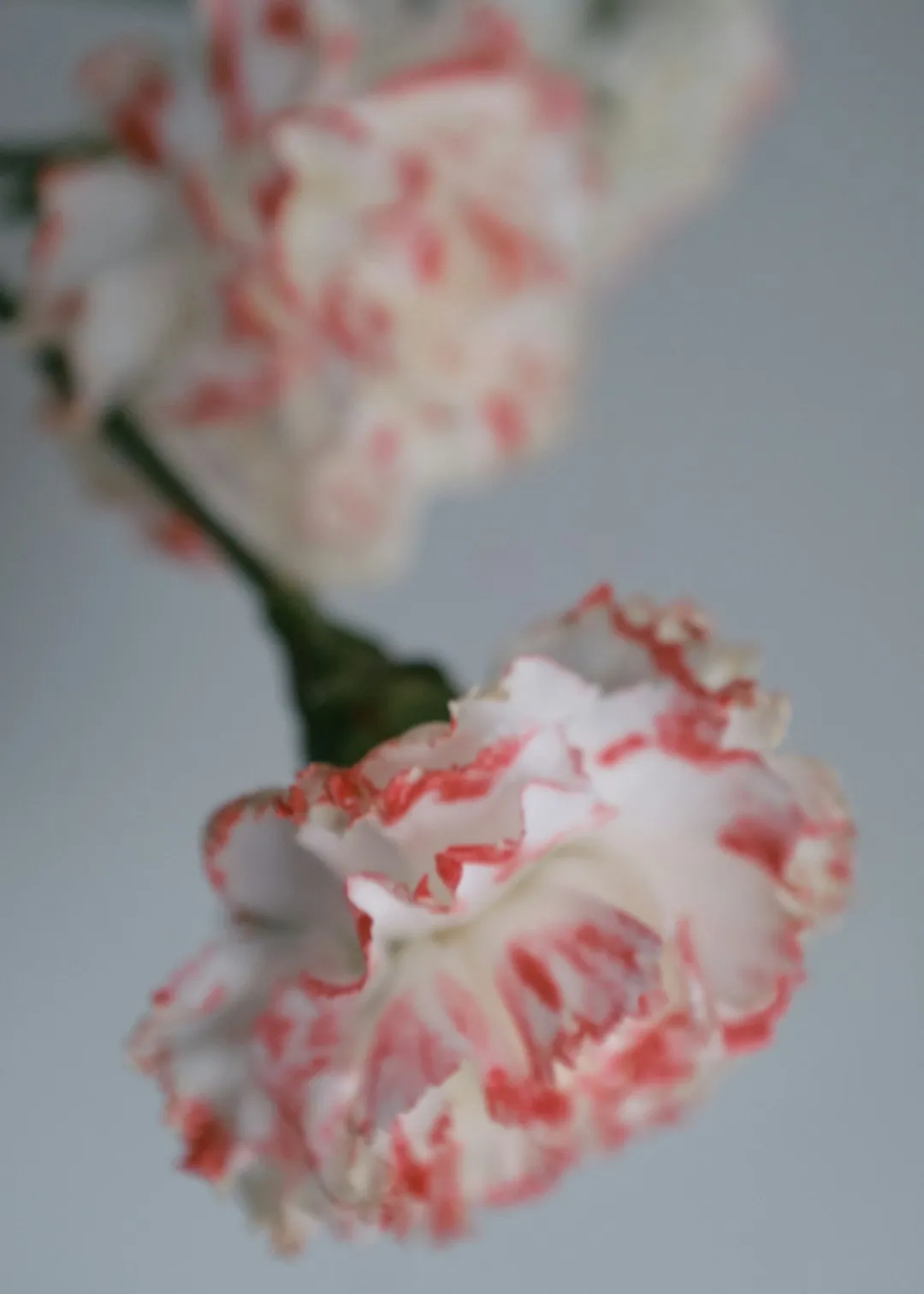 Floral Delicacy