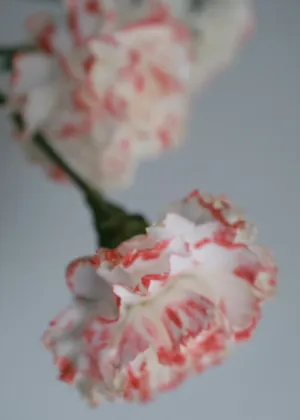 Floral Delicacy