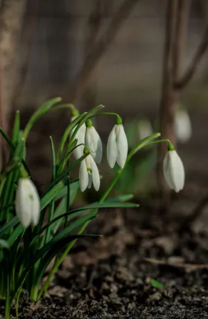 Snowdrops In Bloom