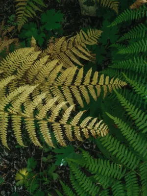 Ferns In Autumn