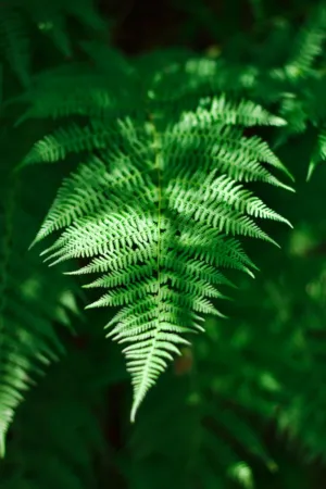 Green Fern