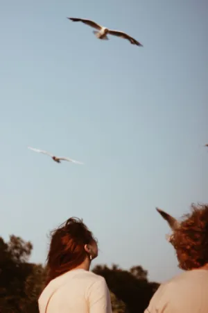 Birds In Flight
