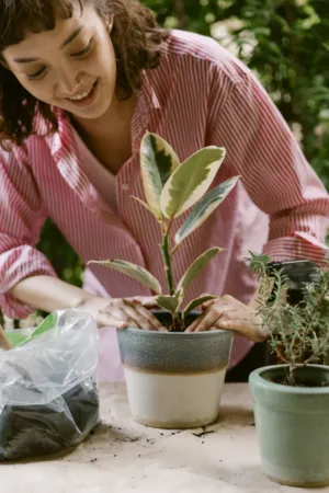 Plant Care