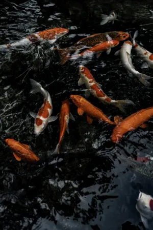 Koi Fish In A Pond