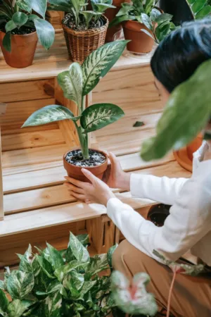 Indoor Plant Care