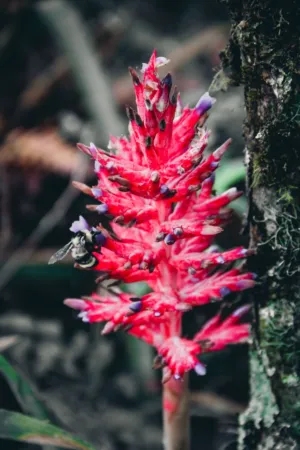 Bee On A Red Flower