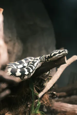 Snake On A Log