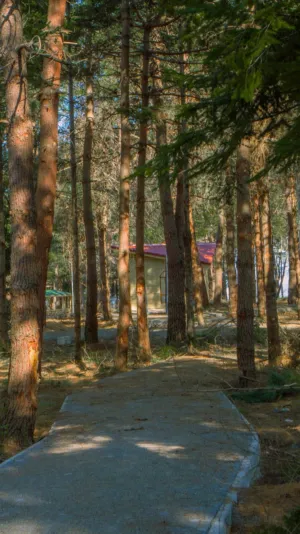 Forest Path