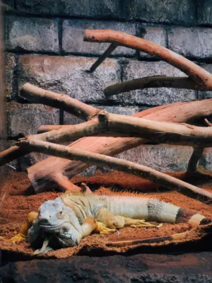 Lizard In A Naturalistic Enclosure