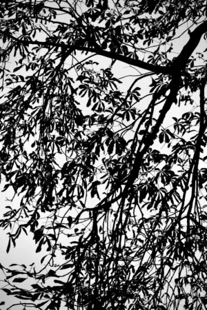 Silhouetted Tree Branches