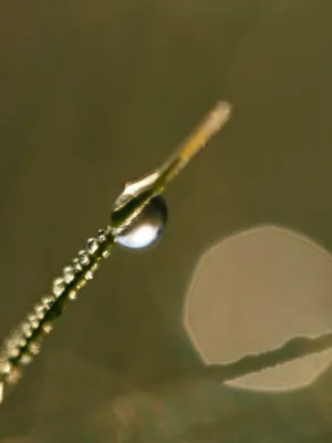 Dew Drop On Grass