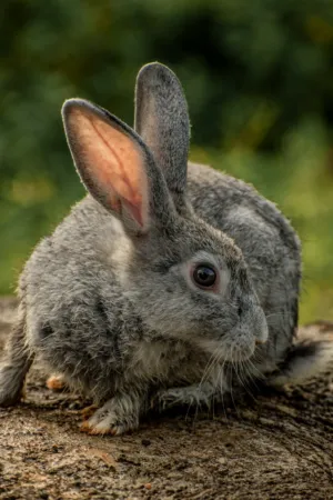 Gray Rabbit
