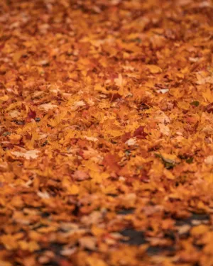Autumn Leaves