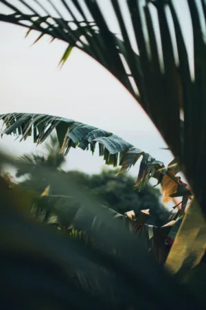 Palm Leaves