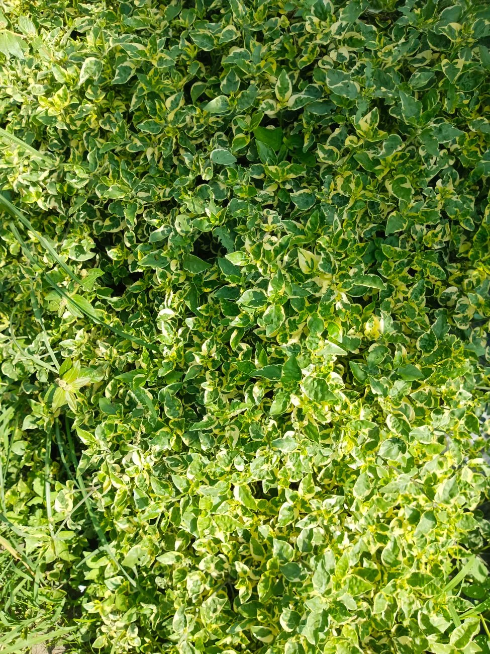 Variegated Greenery