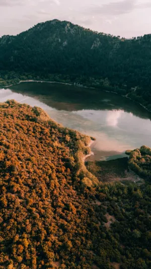 Forest And Lake At Sunset