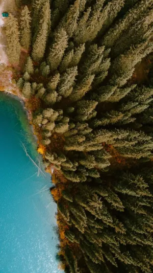 Forest And Lake