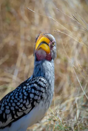 Yellow-Billed Hornbill
