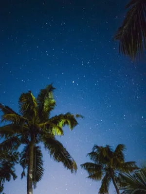 Palm Trees Under A Starry Sky