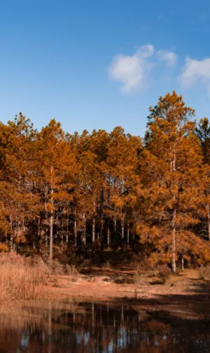 Autumn Forest Reflection