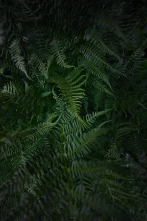 Ferns In The Shadows