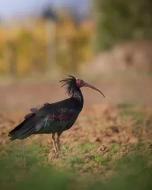 Glossy Ibis