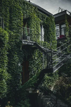 Ivy-Covered Building