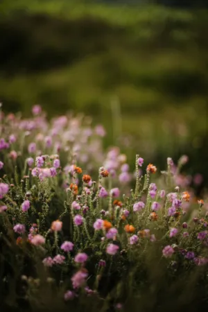 Wildflower Field
