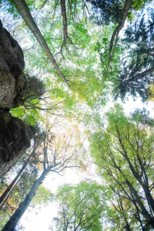 Treetops
