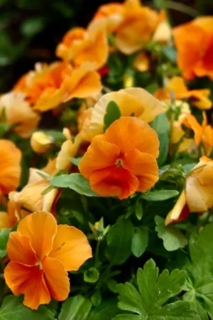 Orange Pansies