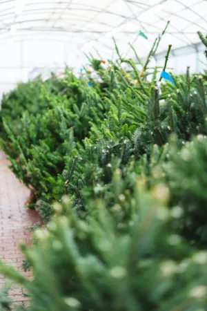 Christmas Tree Farm
