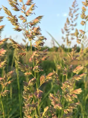 Sunlit Grasses