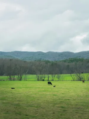 Cows In A Field