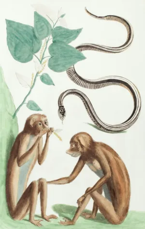 Monkeys And Snakes