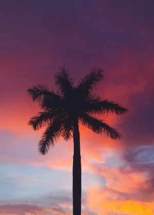 Palm Tree Silhouette At Sunset