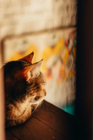Cat Gazing