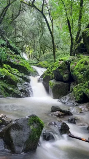 Forest Stream