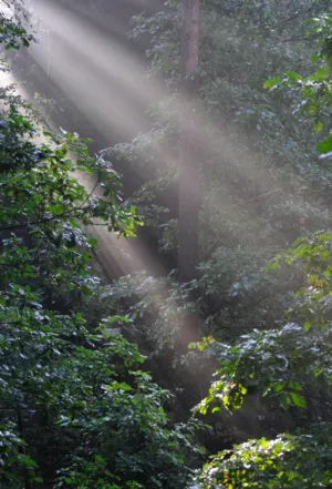 Forest Light Rays