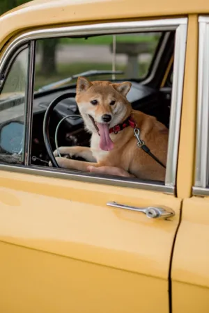 Dog In A Car