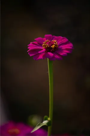 Purple Zinnia