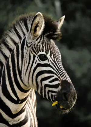 Zebra Portrait