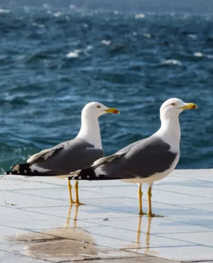 Seagulls By The Sea