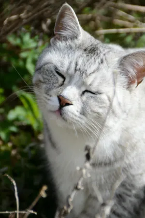 Cats