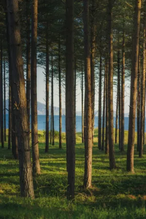 Forest By The Sea