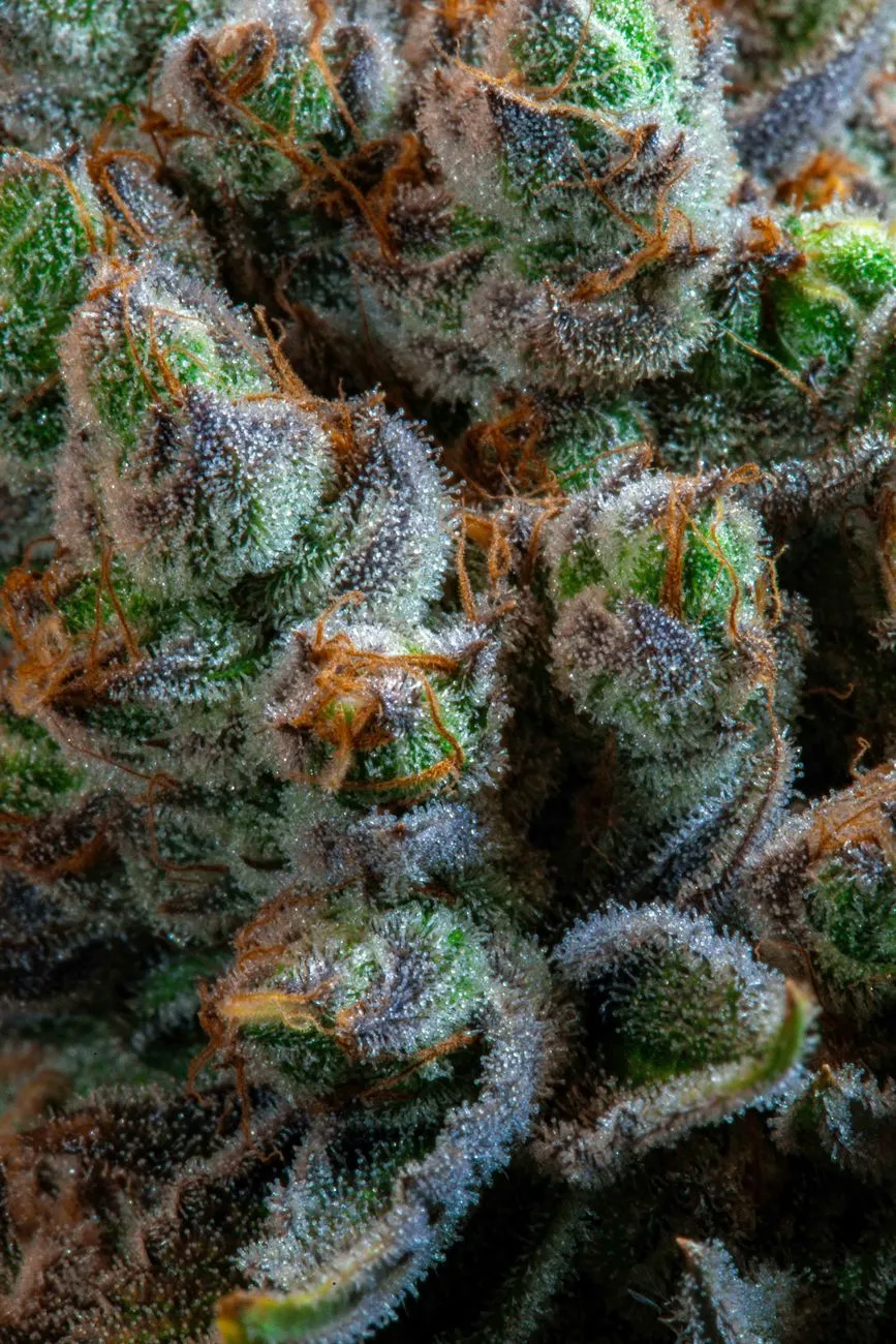 Macro View Of Marijuana Bud