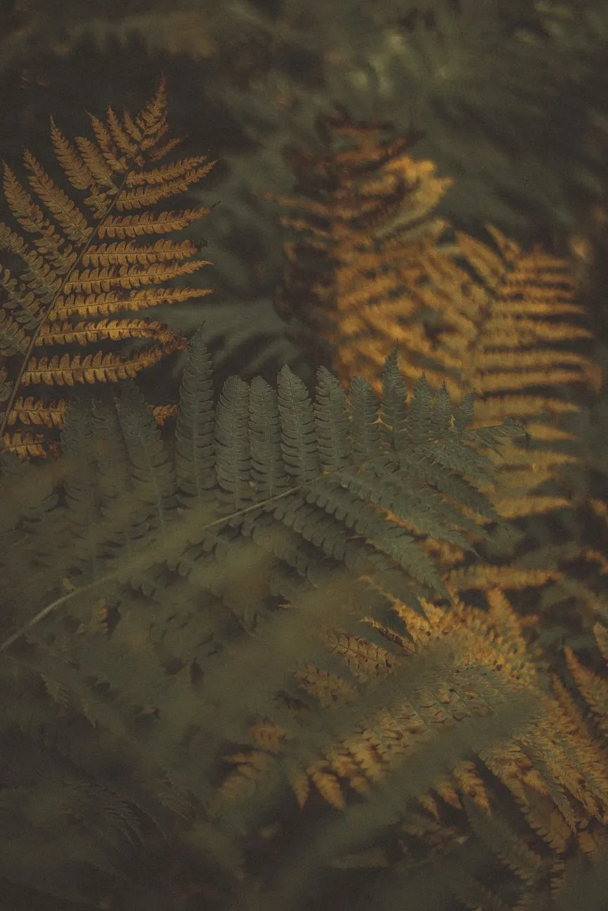 Ferns In Autumn